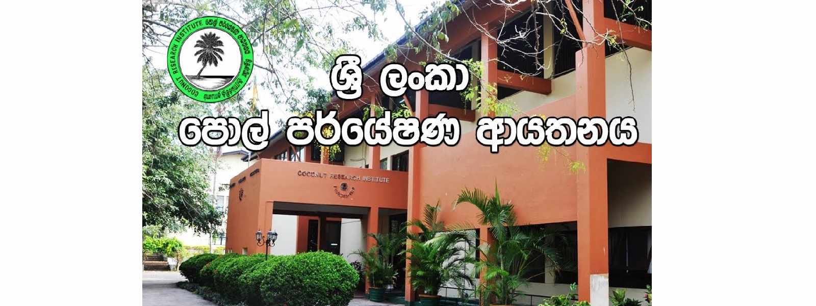 පොල් වගාවේ මයිටා හානිය වර්ධනය විය හැකියි..